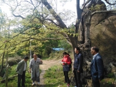 宜秀区五横乡松隐古寺古肥皂荚保护建议