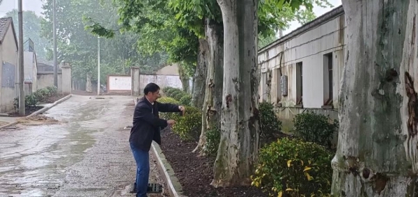 关于铭传乡新光社区环境清洁治理中大树古树的保护处置建议