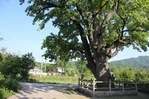 舒城县舒茶镇石塘村夏庄组古枫香树保护方案