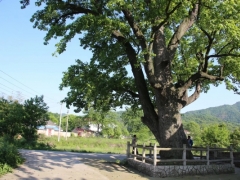 舒城县舒茶镇石塘村夏庄组古枫香树保护方案