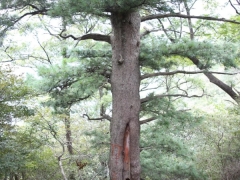 鹞落坪大别山五针松标本树