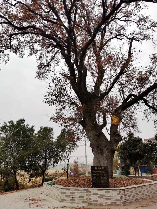 陵许镇包村古枫香保护建议