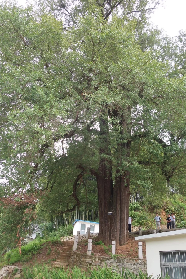 潜山市五庙乡古银杏树的保护建议