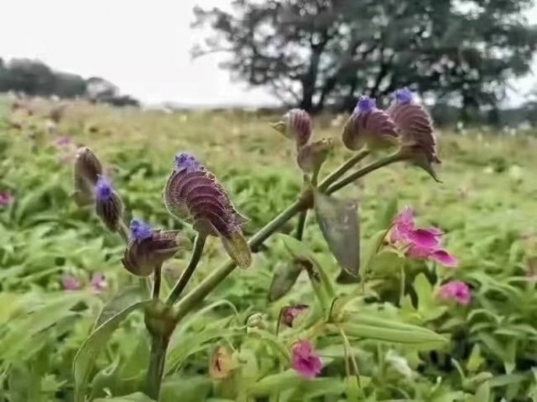 蛛丝毛蓝耳草