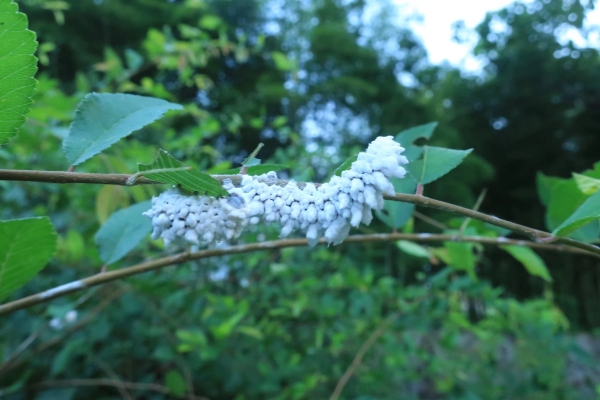 榆凤蛾卵：圆球形，黄色，有光泽