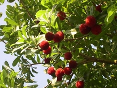 杨梅主要病害虫综合防治