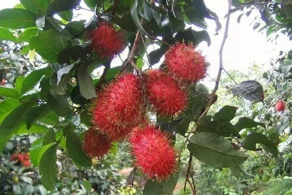 红毛丹