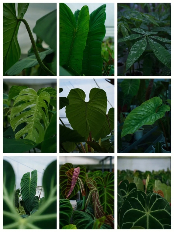 观叶植物