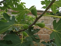 无花果树
