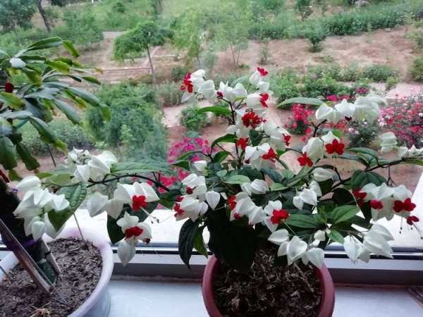 龙吐珠