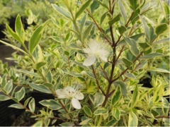 花叶香桃木