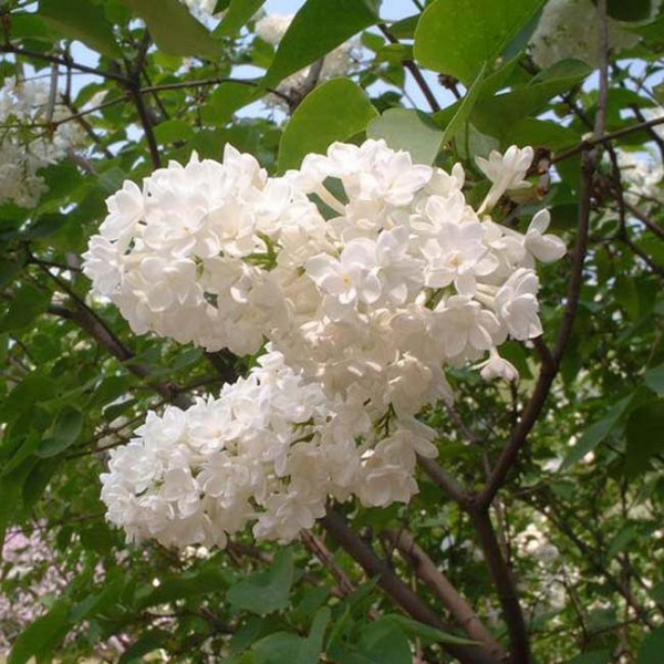 暴马丁香