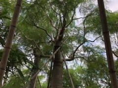 象腿树