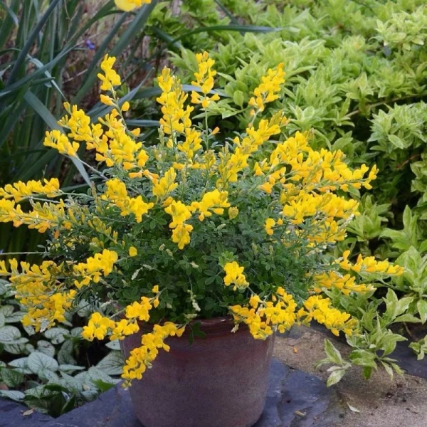 小金雀花