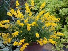小金雀花