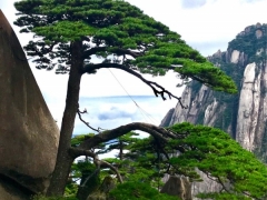 黄山松