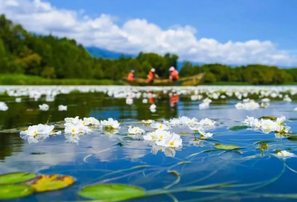 海菜花
