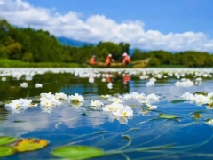 海菜花