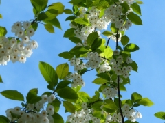 大叶双翅银钟花