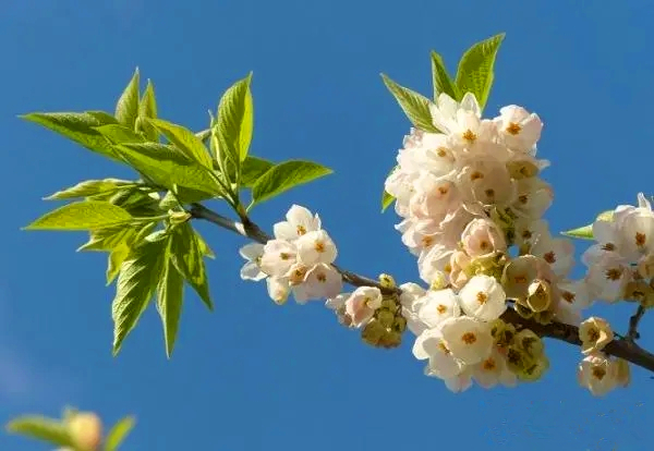 山地银钟花