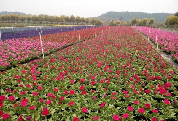 花卉种苗