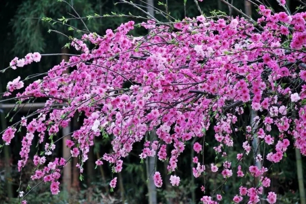 垂枝桃