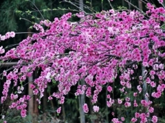 垂枝桃