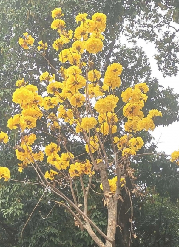 黄钟木、黄金风铃木、黄花风铃木、毛黄钟花、巴西风铃木、伊蓓树