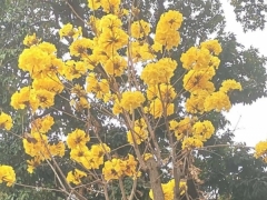 黄钟木