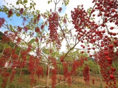 山桐子