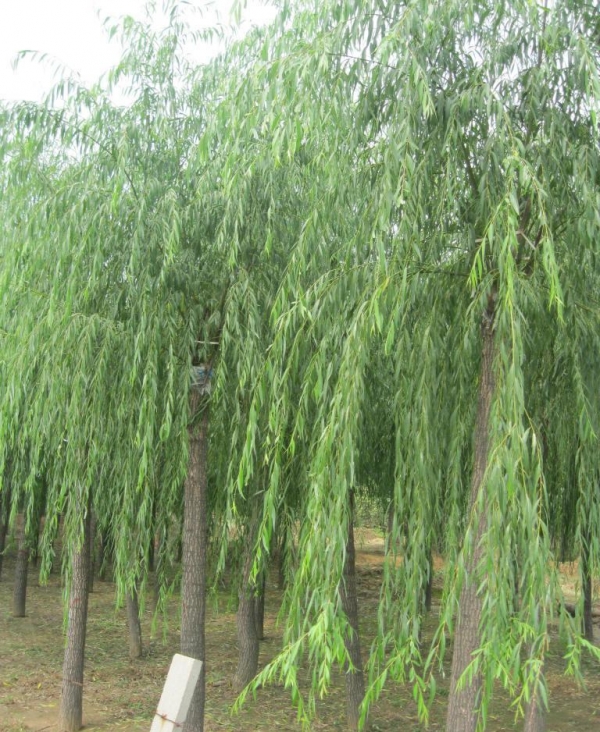 垂柳