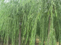 垂柳