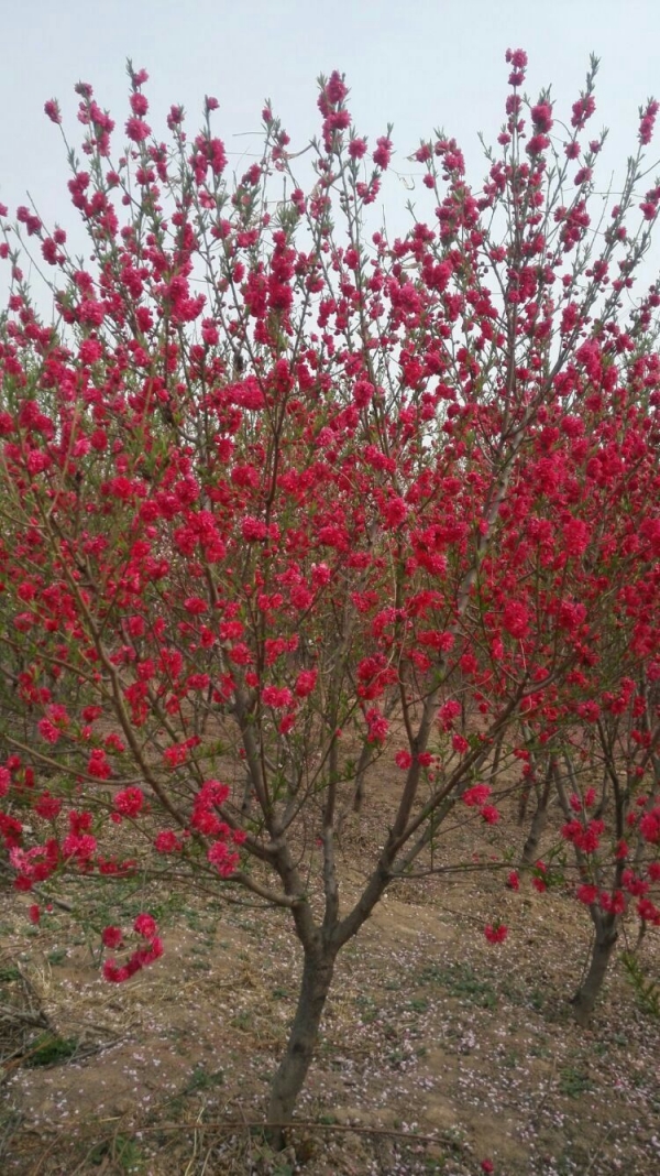 红花碧桃