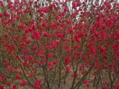 红花碧桃