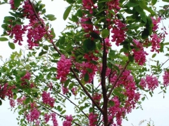 香花槐