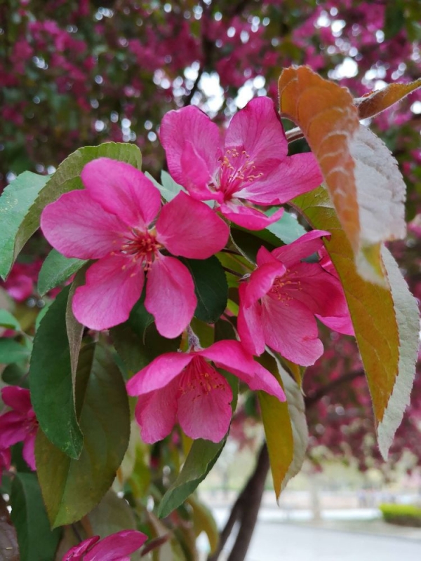 紫花海棠