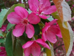 紫花海棠