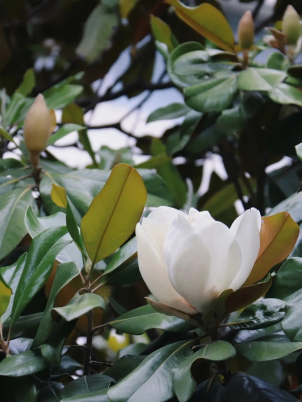 荷花玉兰、广玉兰、洋玉兰、泽玉兰、木莲花