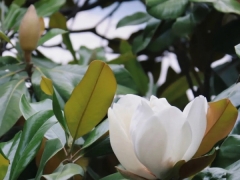 荷花玉兰