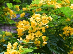 黄槐决明