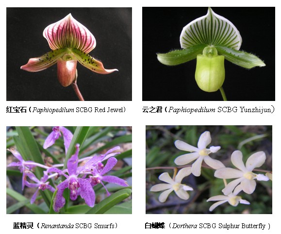 华南植物园四个兰花新品种国际登录成功