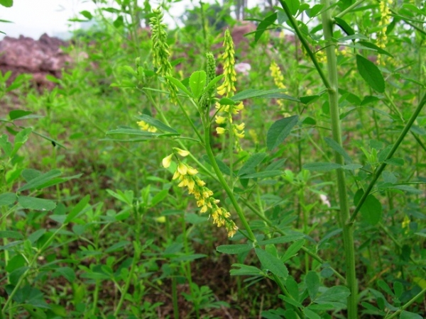 草木犀、铁扫把、败毒草、省头草、香马料