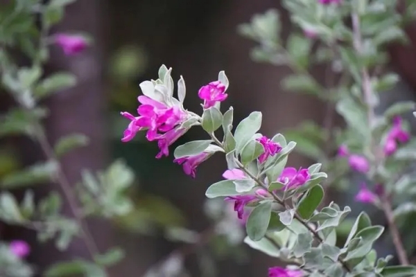 红花玉芙蓉