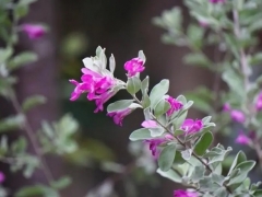 红花玉芙蓉