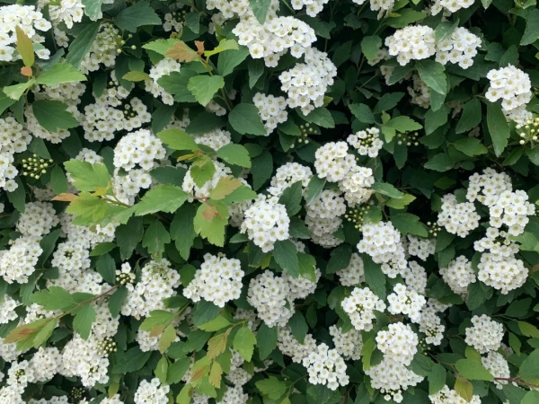 绣线菊、柳叶绣线菊、蚂蝗草、珍珠梅、马尿骚