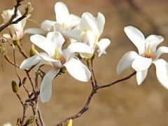 木兰花