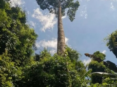 望天树