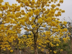 黄花风铃木