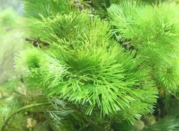 水盾草