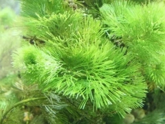 水盾草